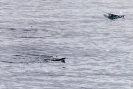 Telephoto of Adelie Penguins - Pygoscelis adeliae- jumping in and out of the Water near Prospect point, along the Antarctic Peninsulaの写真素材