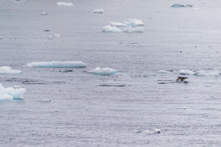 Telephoto of Adelie Penguins - Pygoscelis adeliae- jumping in and out of the Water near Prospect point, along the Antarctic Peninsulaの写真素材