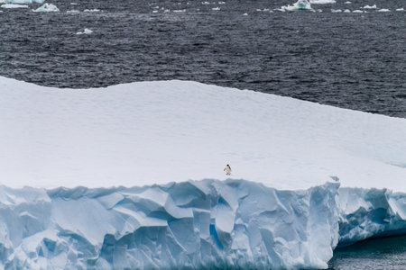 Gentoo Penguins -Pygoscelis papua- standing on a floating iceberg in the Bransfield strait, on the Antarctic Peninsula.の写真素材