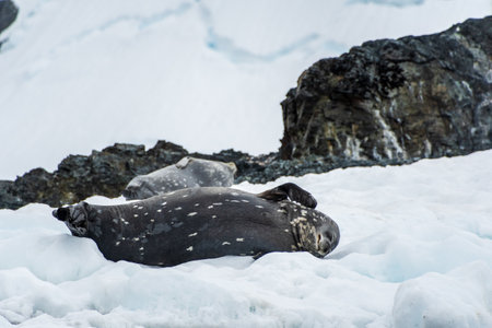 Close-up of two Weddell seals -Leptonychotes weddellii- resting on a small iceberg near Danco Island on the Antarctic peninsulaの写真素材