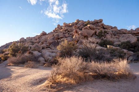 Landscape shot of Joshua tree national park around sunset.の写真素材