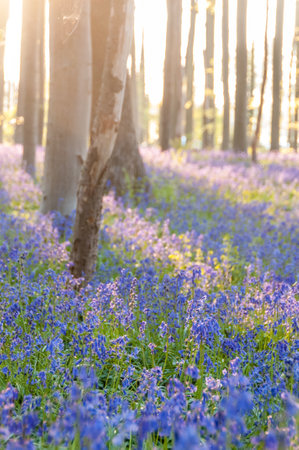 The rising sun illumingating a flowerbed of bluebells in the Hallerbos, on an early spring morning.の写真素材