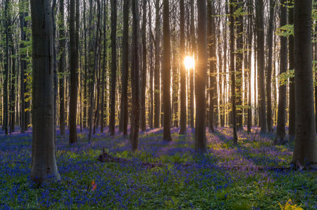 The rising sun illumingating a flowerbed of bluebells in the Hallerbos, on an early spring morning.の写真素材