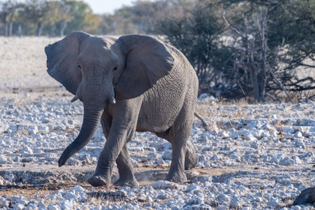 Telephoto shot of one African Elephant -Loxodonta Africana- approaching a waterhole in Etosha National Park, Namibia.の写真素材