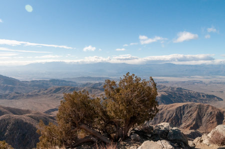 A Joshua Tree National Park landscape shot, taken on a winter afternoon.の写真素材