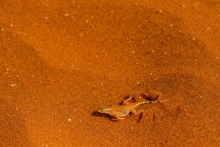 Close-up of a shovel-snouted lizard -Meroles anchietae- in the red sand of the Sossusvlei dunes in Namibia.の写真素材