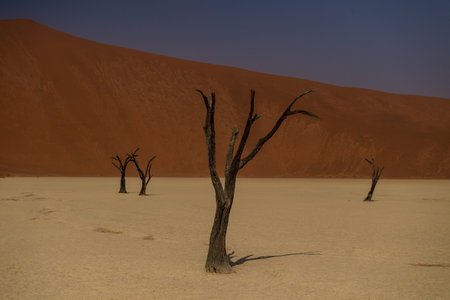 Overview of the petrified dead trees in the Deadvlei area of Namibiaの写真素材