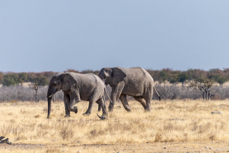 Telephoto shot of two African Elephants -Loxodonta Africana- running across the plains of Etosha National Park, Namibia.の写真素材