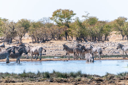 A group of Burchells Plains zebra -Equus quagga burchelli- gathering near a waterhole on the plains of Etosha National Park, Namibia.の写真素材