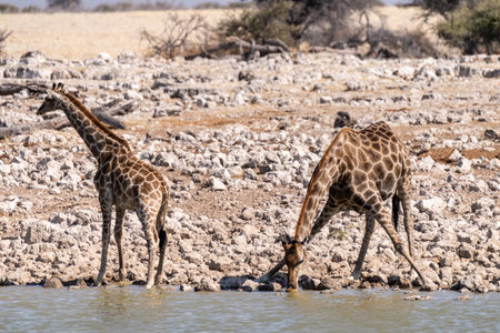 Two Angolan Giraffes -Giraffa giraffa angolensis- standing drinking from a waterhole in Etosha national park, Namibia.の写真素材