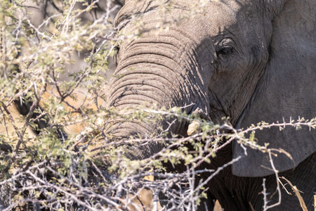Telephoto shot of the head of an African Elephant -Loxodonta Africana- eating in Etosha National Park, Namibia.の写真素材