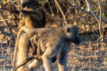 Chacma Baboon, Papio ursinus, baby with its mother, Chobe National Park, Botswana.の写真素材