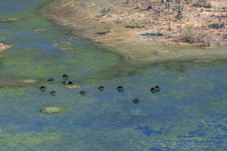 Aerial shot of a herd of Cape Buffalo - Syncerus caffer- grazing in the Okavango delta in Botswana.の写真素材