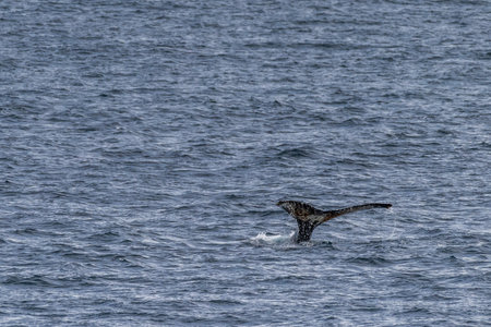 Impression of the Scenery near Anvers Island, on the Antarctic Peninsula. A diving humpback whale -Megaptera novaeangliae- is shown in the foreground.の写真素材