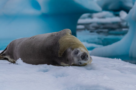 Close-up of a crabeater seal -Lobodon carcinophaga- resting on a small iceberg near the fish islands on the Antarctic peninsulaの写真素材