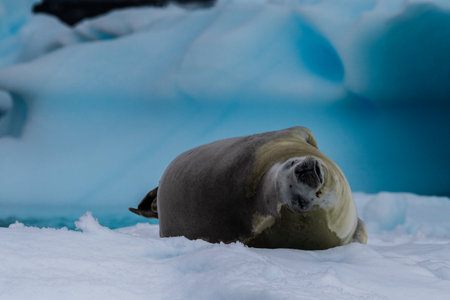 Close-up of a crabeater seal -Lobodon carcinophaga- resting on a small iceberg near the fish islands on the Antarctic peninsulaの写真素材