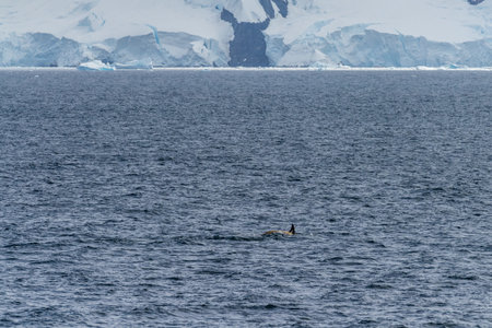 Close-up of a whale swimming in the waters of the Antarctic peninsula, near Anvers Island.の写真素材