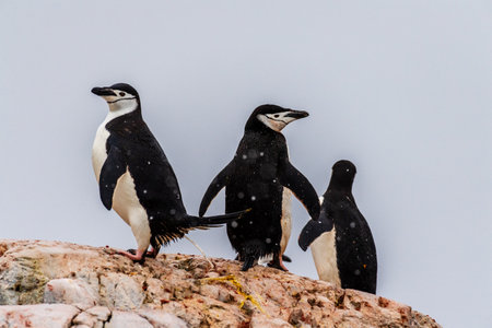 A group of Shinstrap Penguin - Pygoscelis antarcticus- standing on a rock at Cierva Cove, on the Antarctic peninsulaの写真素材