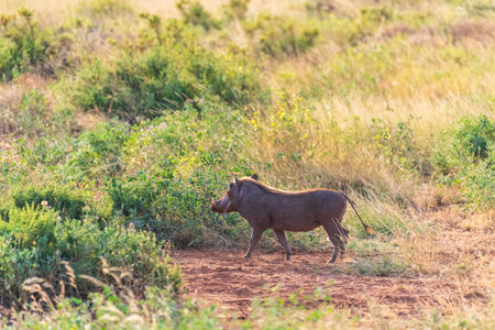 Telephoto of a Common Warthog - Phacochoerus africanus africanus- walking through dense grass in the Samburu national reserveの写真素材