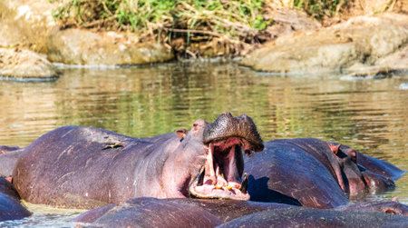 Telephoto of a hippopotamus, Hippopotamus amphibius, floating partially submerged in a hippo pool in the Serengeti National Park, Tanzaniaの写真素材