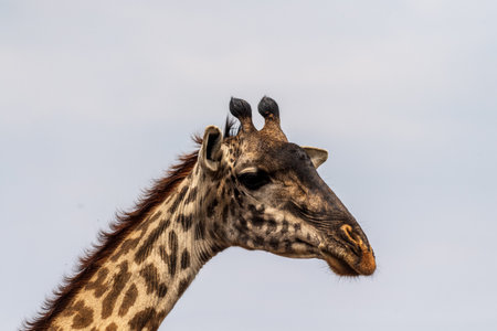 Close-up of the head of a Masai Giraffe - Giraffa tippelskirchi- in the Serengeti, Tanzaniaの写真素材