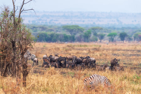 Telephoto of a herd of Blue wildebeest -Connochaetes taurinus- hiding under a tree in the Serengeti, Tanzaniaの写真素材