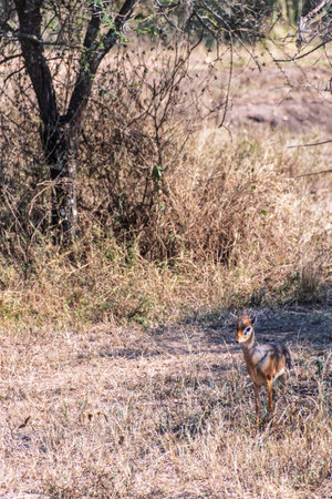 Telephoto of two Dik Diks - Madoqua kirkii- hiding in the bushes of the Serengeti, Tanzaniaの写真素材