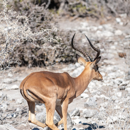 Closeup of an Impala - Aepyceros melampus- grazing on the plains of Etosha National Park, Namibia.の写真素材