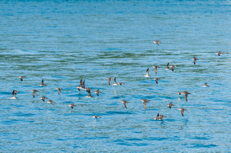 Birds flying along the bosporus in Turkeyの写真素材