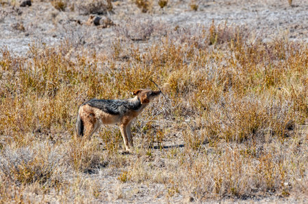 A side-striped Jackal -Canis Adustus- hunting for prey in Etosha National Park, Namibia.の写真素材