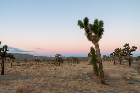 Impression of an early morning sunrise in Joshua Tree national park on an early winter morning.の写真素材