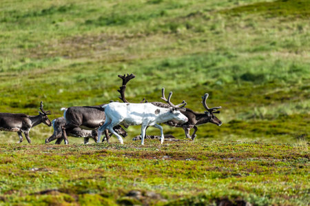 Telephoto of a group of running reindeer in Northern Norway.の写真素材