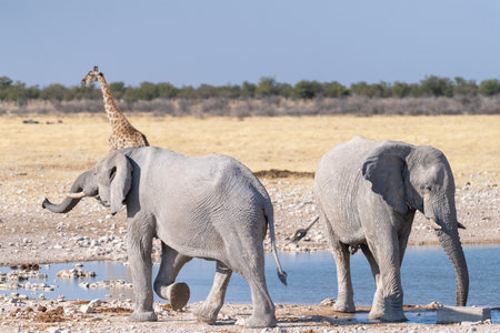 Telephoto of two giant African Elephants -Loxodonta Africana- and one Angolan Giraffe - Giraffa giraffa angolensis- walking near a waterhole in Etosha National Park, Namibia.の写真素材