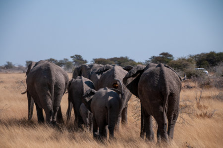 A herd of African Elephant -Loxodonta Africana- is grazing on the plains of Etosha National Park, Namibia.の写真素材