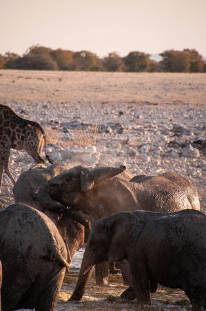 Telephoto of a herd of African Elephant -Loxodonta Africana- taking a bath in a waterhole in Etosha Park.の写真素材