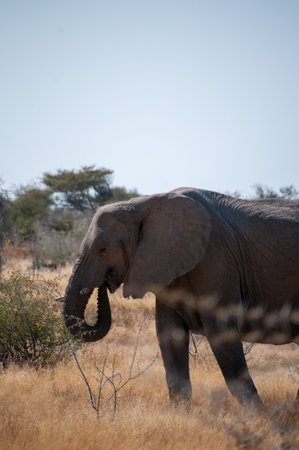Telephoto of one giant African Elephant -Loxodonta Africana- grazing on the plains of Etosha National Park, Namibia.の写真素材