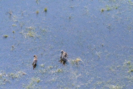 Aerial Telephoto of a young Baboon family, Father, Mother and young, wading through the Okavango Delta Wetlands. Botswana.の写真素材