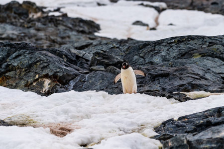 Close-up of Gentoo Penguin -Pygoscelis papua- at Cuverville Island, on the Antarctic Peninsulaの写真素材