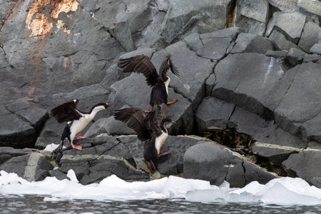 Close-up of an Antarctic Shag -Leucocarbo bransfieldensis- adult spreading its wings, near Fish Islands, on the Antarctic Peninsulaの写真素材