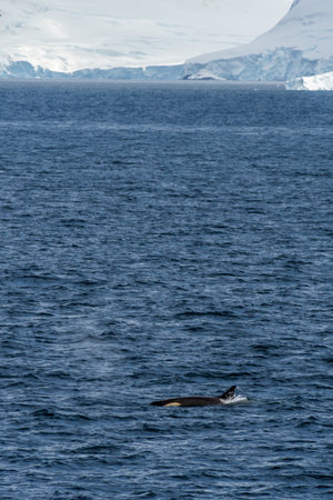 Scenic view of a group of killer whales, Orcinus orca, swimming in the waters of the Antarctic peninsula, near Anvers Island.の写真素材