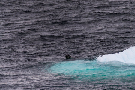 Telephoto of a leopard seal - Hydrurga leptonyx- falling off an iceberg. Image taken near the entrance of the Lemaire Channel, on the Antarctic Peninulaの写真素材