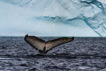 Close-up of the tail of a diving humpback whale -Megaptera novaeangliae. Image taken in the Graham passage, near Charlotte Bay, Antarctic Peninsula.の写真素材