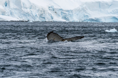 Close-up of the tail of a diving humpback whale -Megaptera novaeangliae. Image taken in the Graham passage, near Charlotte Bay, Antarctic Peninsula.の写真素材