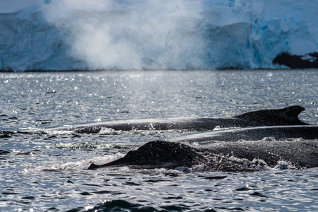 Close-up of the back of a diving humpback whale -Megaptera novaeangliae- including the dorsal fin and blow hole. Image taken in the Graham passage, near trinity island, in the Antarctic peninsula.の写真素材