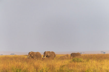A herd of African Elephants -Loxodonta Africana- grazing in the Serengeti, Tanzania, during the golden hour around sunsetの写真素材