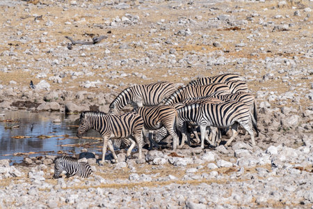 A group of Burchells Plains zebra -Equus quagga burchelli- drinking from a waterhole on the plains of Etosha National Park, Namibia.の写真素材