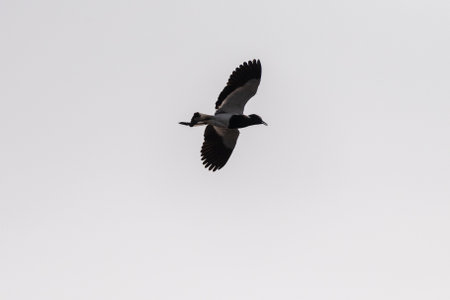Telephoto shot of a blacksmith lapwing -Vanellus armatus- in Chobe national park, Botswana.の写真素材