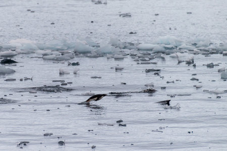 Telephoto of Adelie Penguins - Pygoscelis adeliae- jumping in and out of the Water near Prospect point, along the Antarctic Peninsulaの写真素材