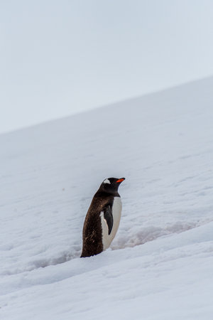 Close-up of a Gentoo Penguin -Pygoscelis papua- walking along a penguin highway in a snowy landscape of the colony at Danco island, on the Antarctic Peninsulaの写真素材