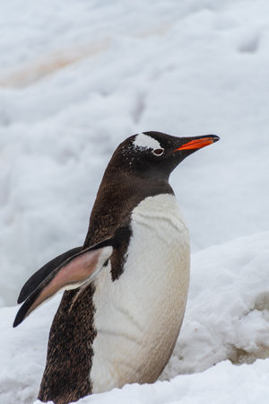 Close-up of a Gentoo Penguin -Pygoscelis papua- walking along a penguin highway in a snowy landscape of the colony at Danco island, on the Antarctic Peninsulaの写真素材